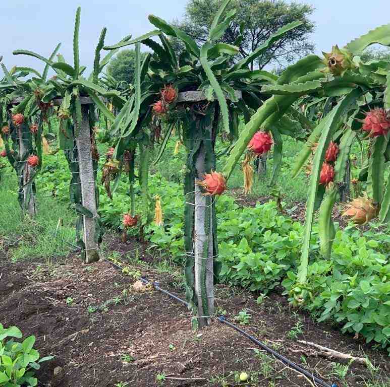 64da032e130a3 16920092621692009262