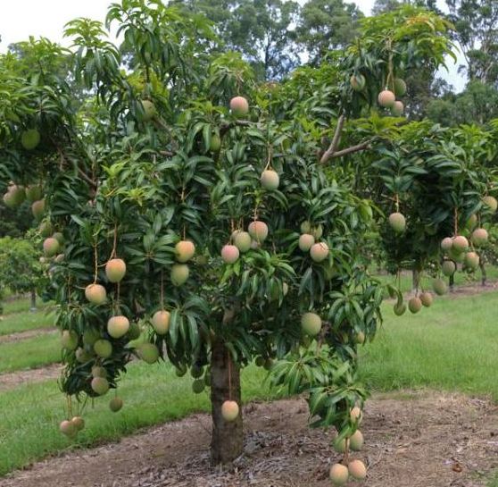 cost and profit of mango farming.