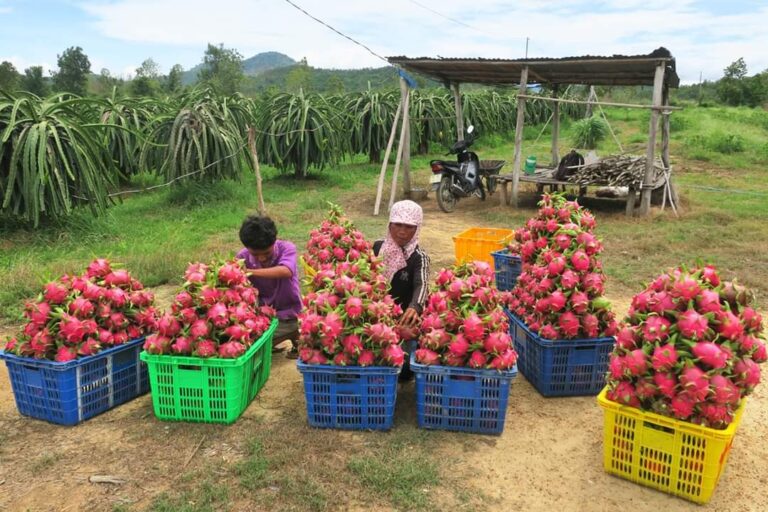 dragon fruit harvest and storage