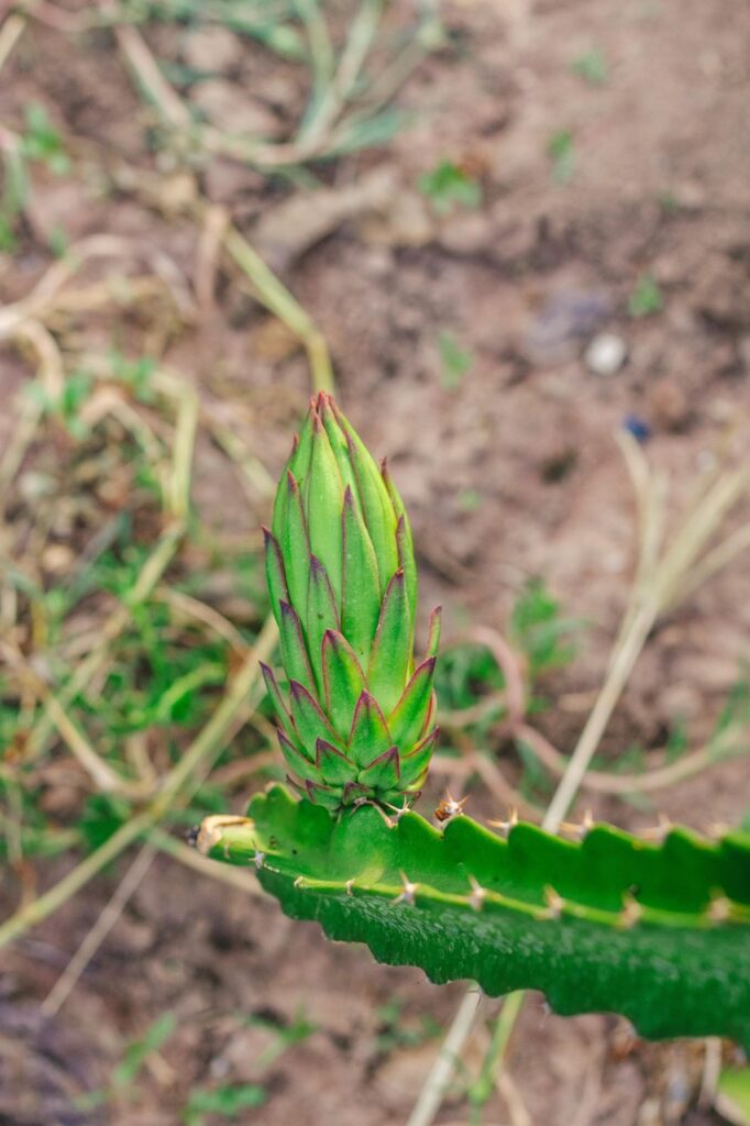thorn, dragon fruit, fruit, child, harvest, nature, shiny, eat, food, sweet, healthy, delicious, vitamin, ripe, fresh, nutrition, juicy, dragon fruit, dragon fruit, dragon fruit, dragon fruit, dragon fruit
